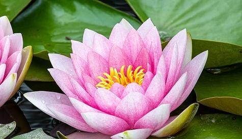 哪种花的花语代表幸福美好善良？