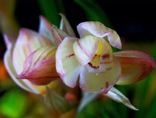 兰花与菊花共植的花语有何深意？