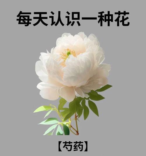 芍药花语送母亲的花是什么？哪种花最适合表达对母亲的爱？