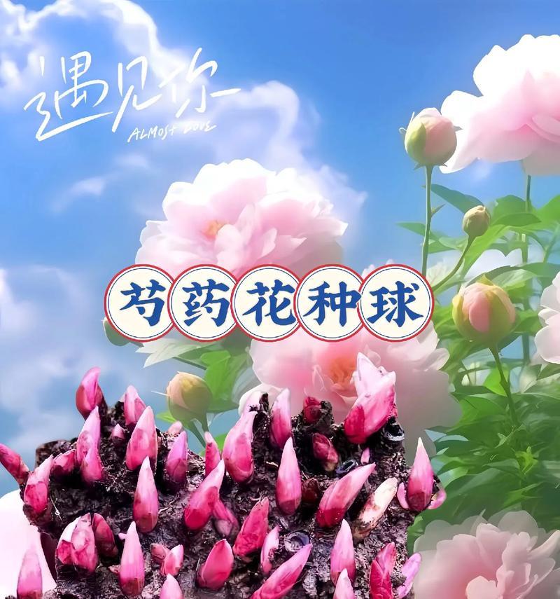 芍药花语送母亲的花是什么？哪种花最适合表达对母亲的爱？
