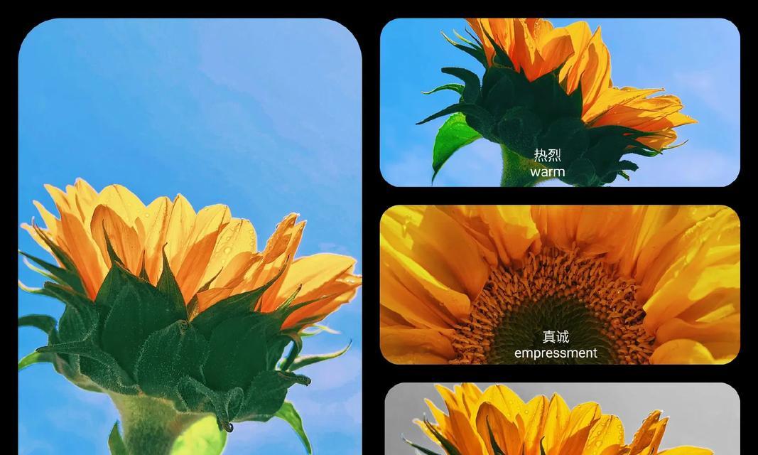 向日葵的花语是什么？动漫中向日葵代表什么？