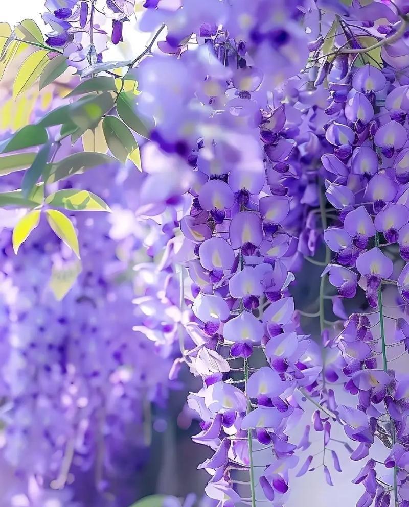 哪种花的花语代表热爱自由和乐观豁达？