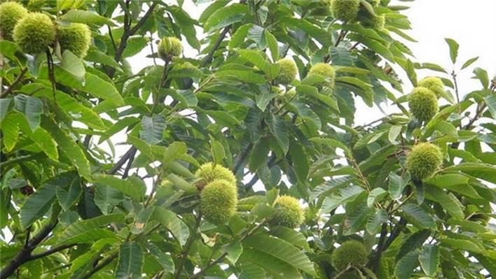 板栗花束代表什么？花语和寓意有何深意？