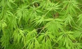 枫树的花语功效有哪些？如何理解枫树的花语？