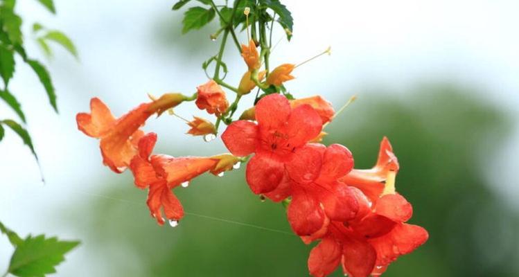 雨中听花语的作用是什么？