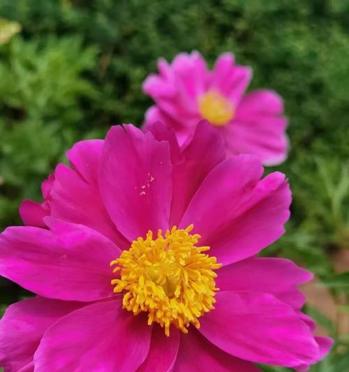 芍药花蕾的花语是什么意思？芍药花蕾有何特别含义？