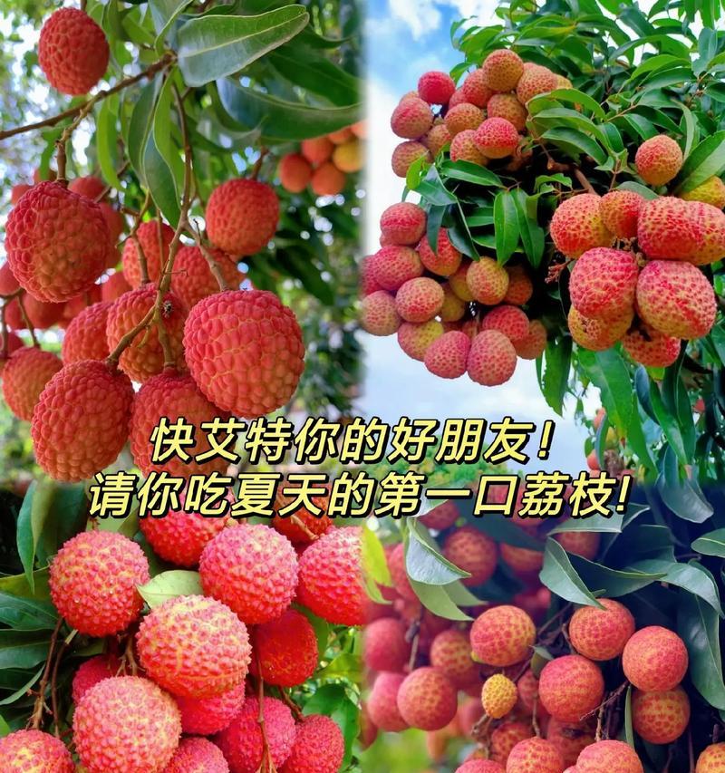 荔枝花开时的寓意和花语是什么？