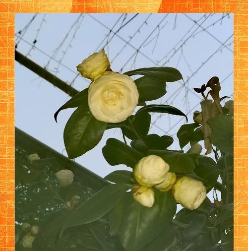 山茶花花束代表什么？花语背后有何深意？