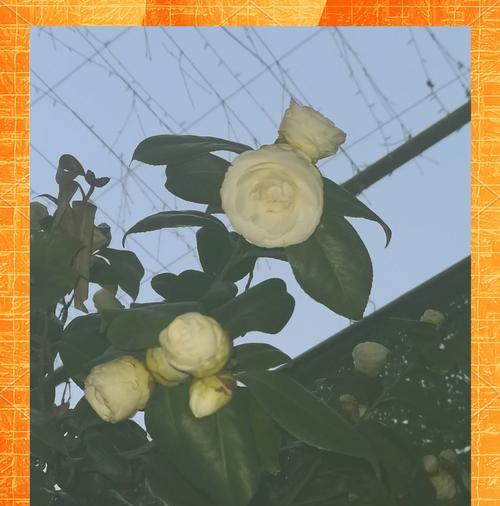 山茶花花束代表什么？花语背后有何深意？