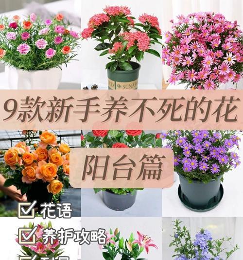 送龟龟的花代表了什么？花语中蕴含了哪些祝福？