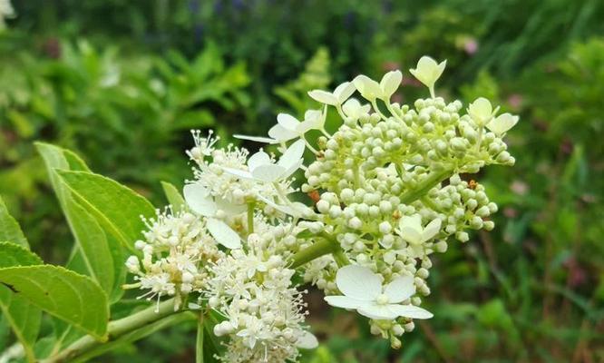 圆锥绣球的花语是什么？圆锥绣球代表什么意义？