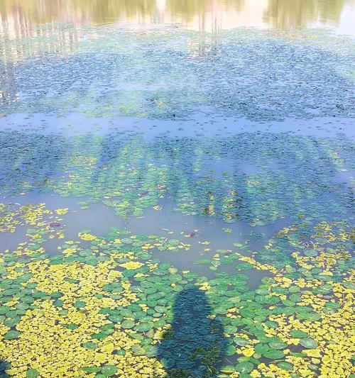 粉黛花的花语具体是什么？