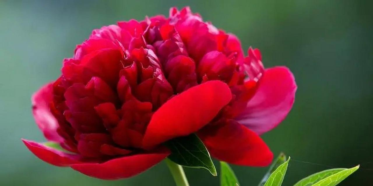 牧丹的花语和象征是什么意思？