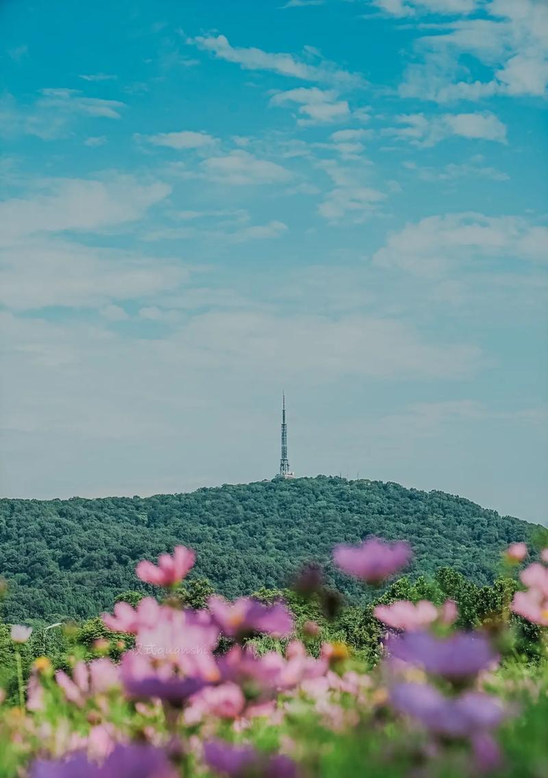 天路格桑花的花语有哪些？天路格桑花象征着什么？