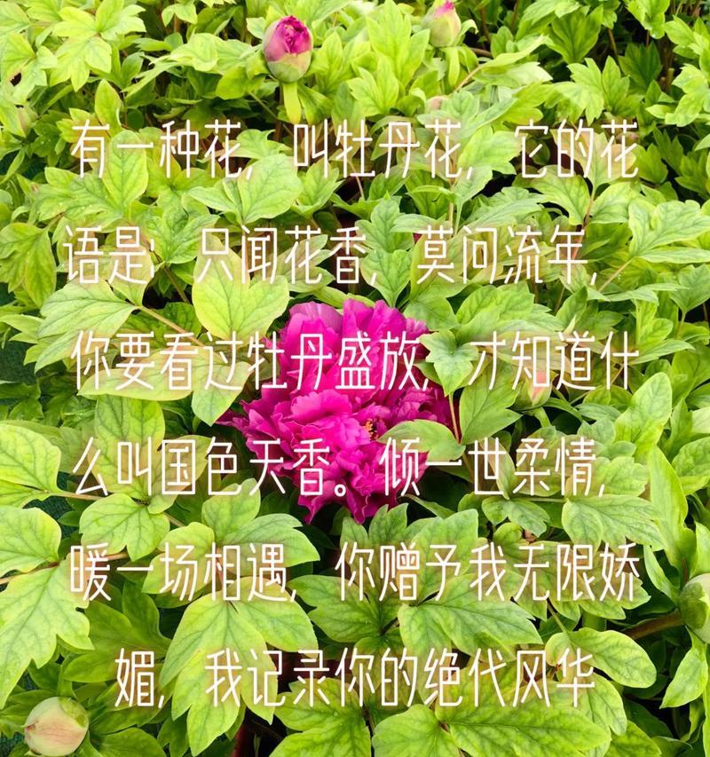 牡丹花什么颜色代表什么？不同颜色牡丹的花语含义？
