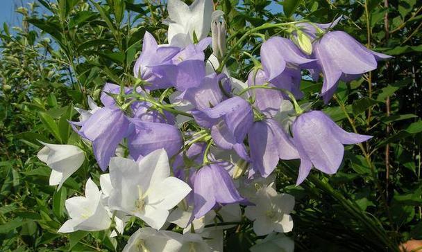 百风铃花代表了哪些花语？