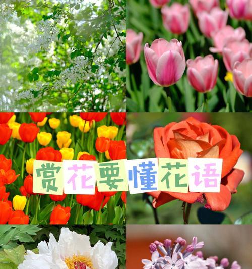 原来我的花语是什么花呢？如何通过花语了解自己？