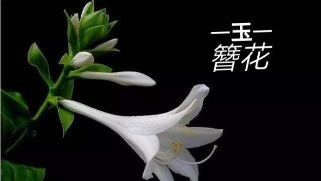 玉簪花的花语有何特别之处？玉簪花在花语中代表什么？