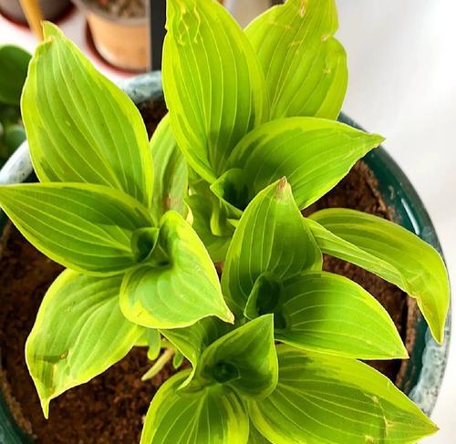 玉簪花的花语有何特别之处？玉簪花在花语中代表什么？