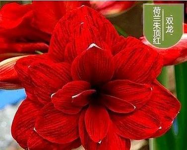 鲜艳颜色的花有哪些花语？
