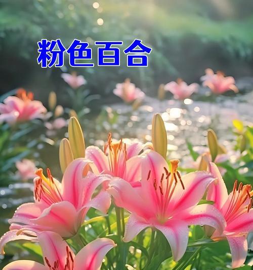 祝福开放的花语代表什么？它在祝福时如何表达？