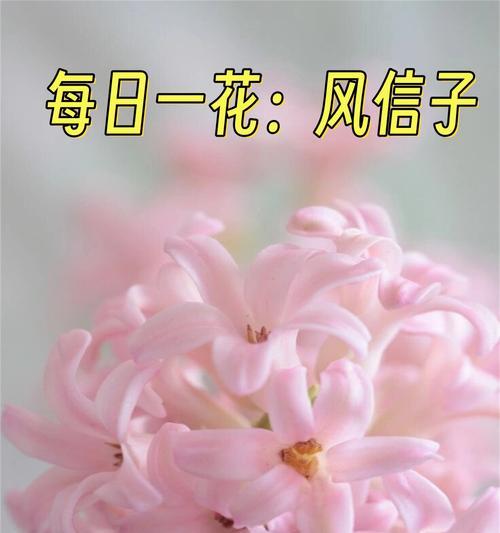 哪种花的花语是希望？它传递了怎样的信息？