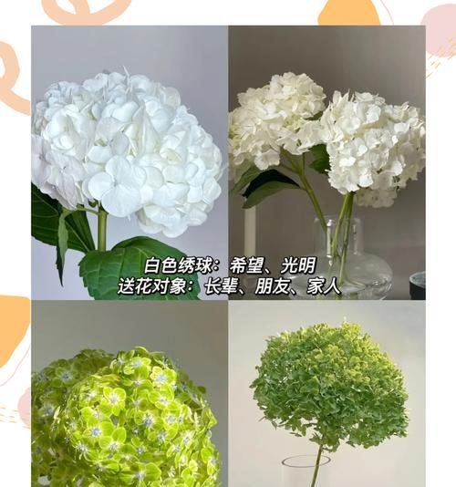 哪种花的花语是希望？它传递了怎样的信息？