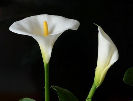 马蹄花语是什么意思啊怎么读？马蹄花代表什么？
