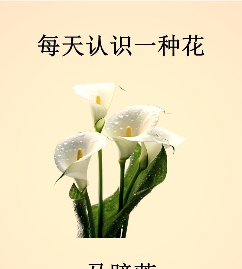 马蹄花语是什么意思啊怎么读？马蹄花代表什么？