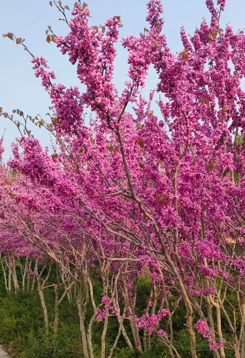 一千朵花的花语有何特殊含义？