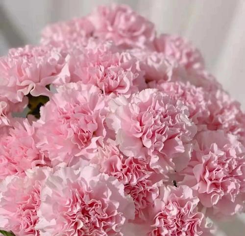 红柳花的花语是什么呢？它代表了哪些情感？