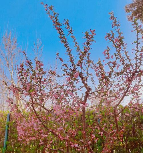 红柳花的花语是什么呢？它代表了哪些情感？
