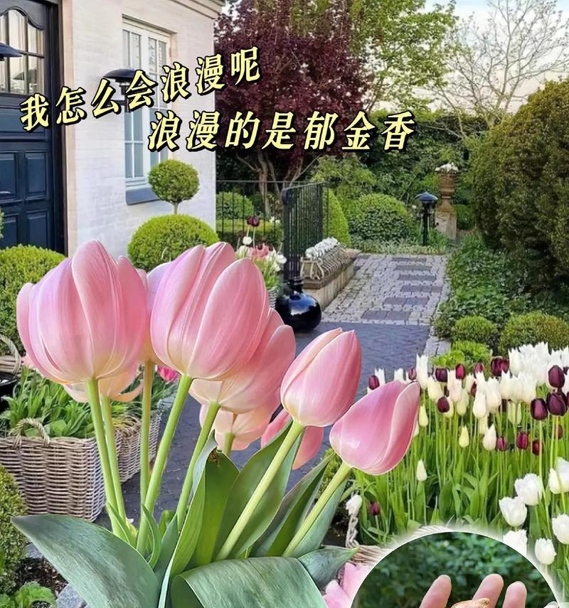 郁金香的寓意是什么？郁金香的花语有哪些？