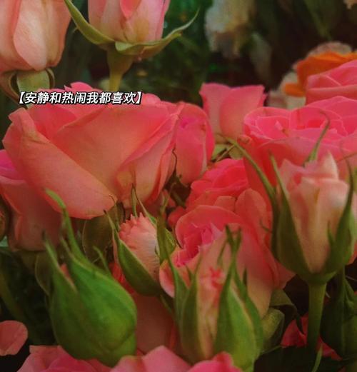 初恋时应该送哪种花语？哪种花最能代表初恋的美好？