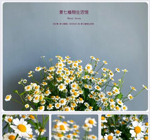 洋甘菊作为礼物的花语含义是什么？