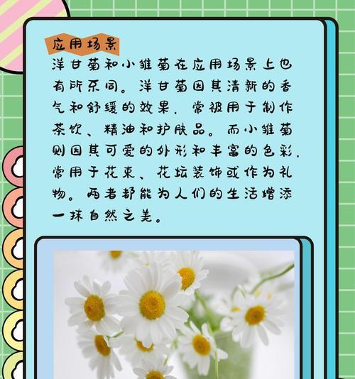 洋甘菊作为礼物的花语含义是什么？