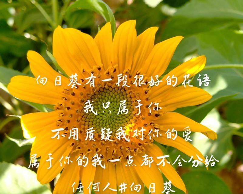 哪种花的花语是我只属于你的？花语中如何表达专属的爱？