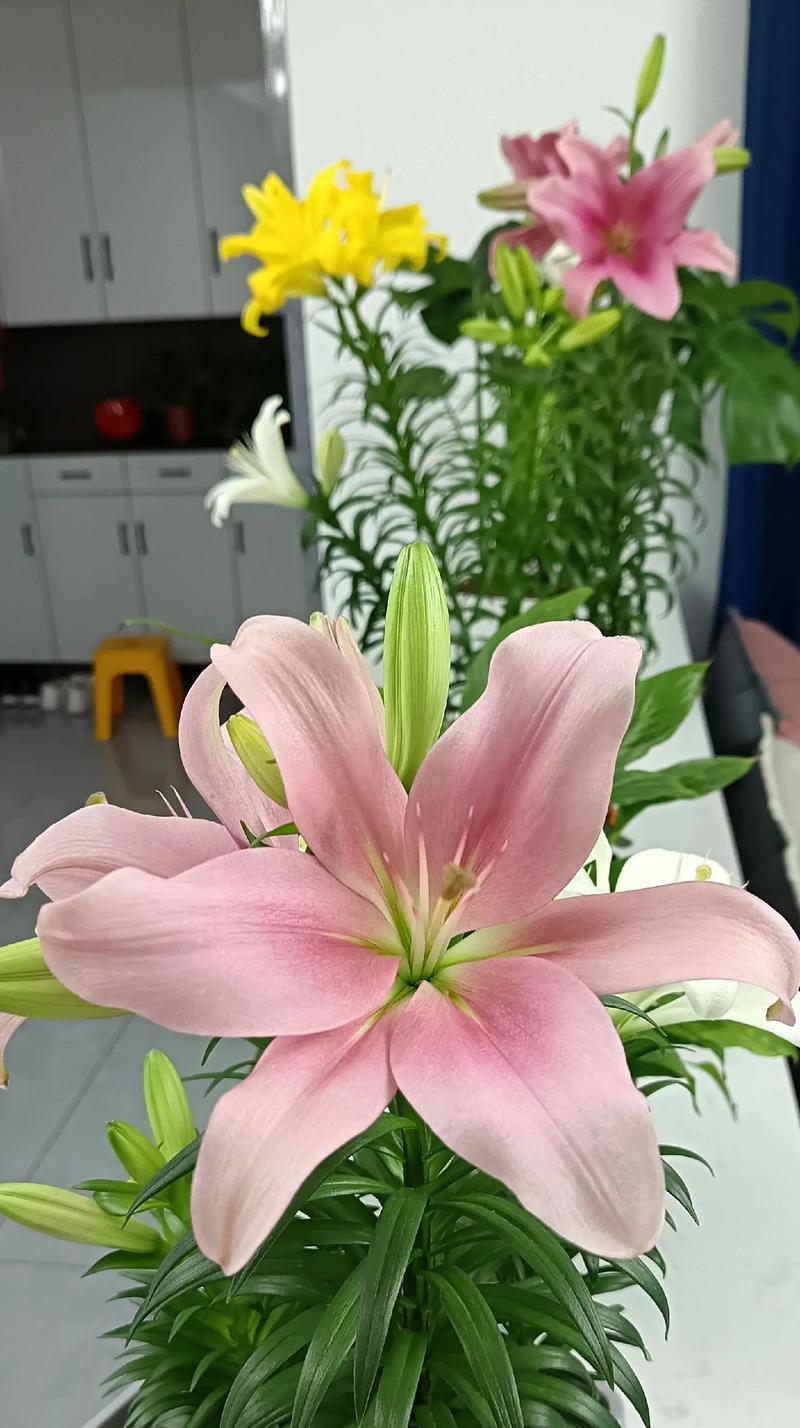 哪种花的花语是我只属于你的？花语中如何表达专属的爱？
