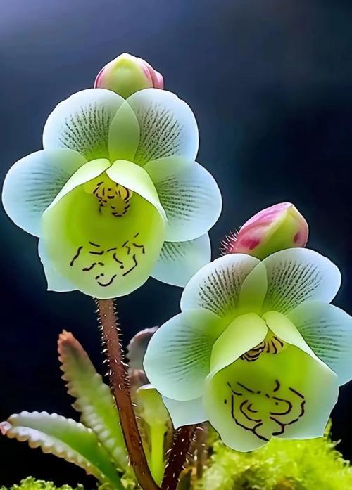 最美兰花的花语是什么意思？陌上花语是什么动物的成语？