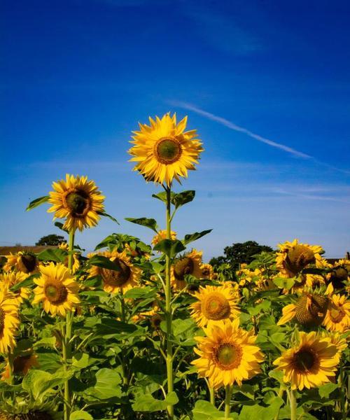 哪些花只在夏天盛开？它们的花语代表什么？