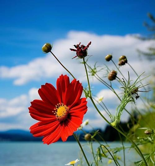 哪些花只在夏天盛开？它们的花语代表什么？