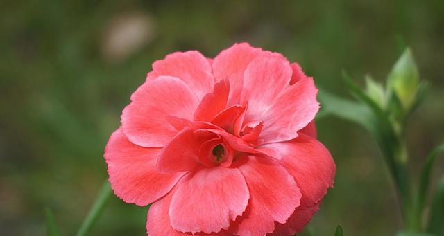 哪些花只在夏天盛开？它们的花语代表什么？