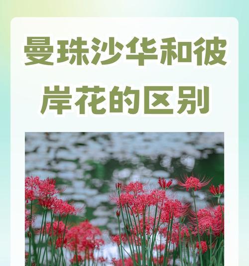 曼珠沙华的花语代表什么？