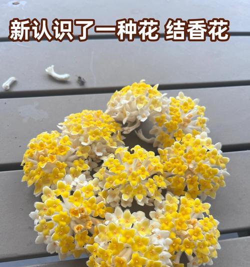 初见鲜花代表的花语是什么？