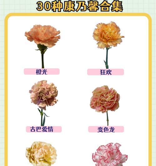康乃馨的花语代表了哪些情感？