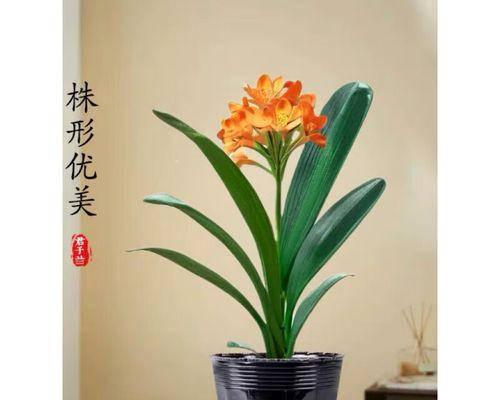 君子兰栽培苗的正确养护方法是什么
