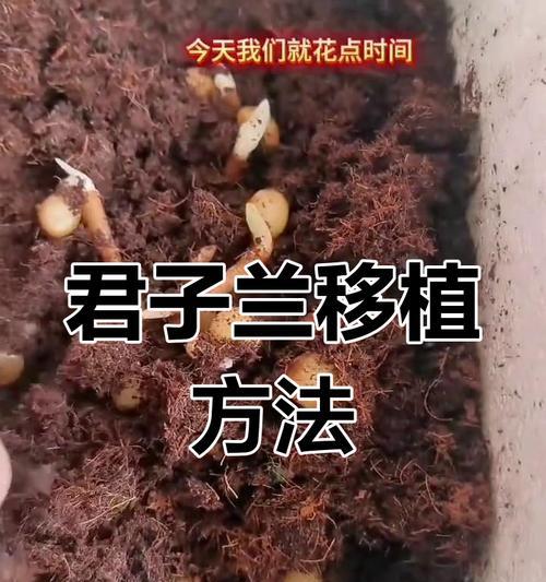 君子兰栽培苗的正确养护方法是什么