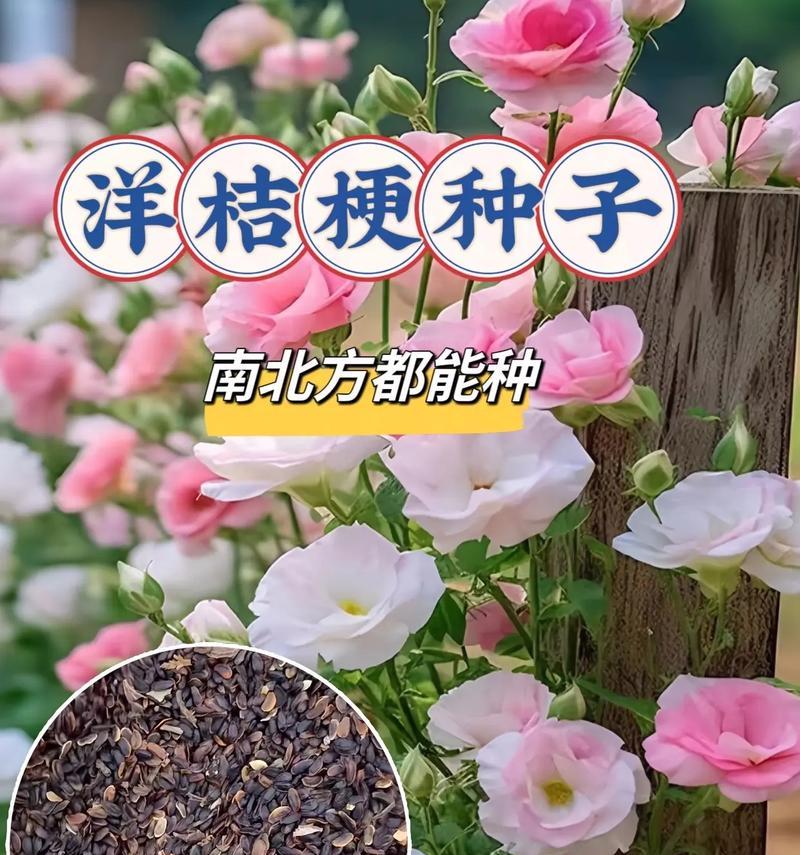 玫瑰花种子种植的正确步骤是什么？