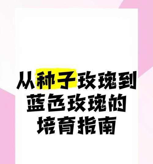 玫瑰花种子种植的正确步骤是什么？