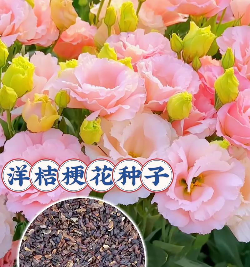 玫瑰花种子种植的正确步骤是什么？
